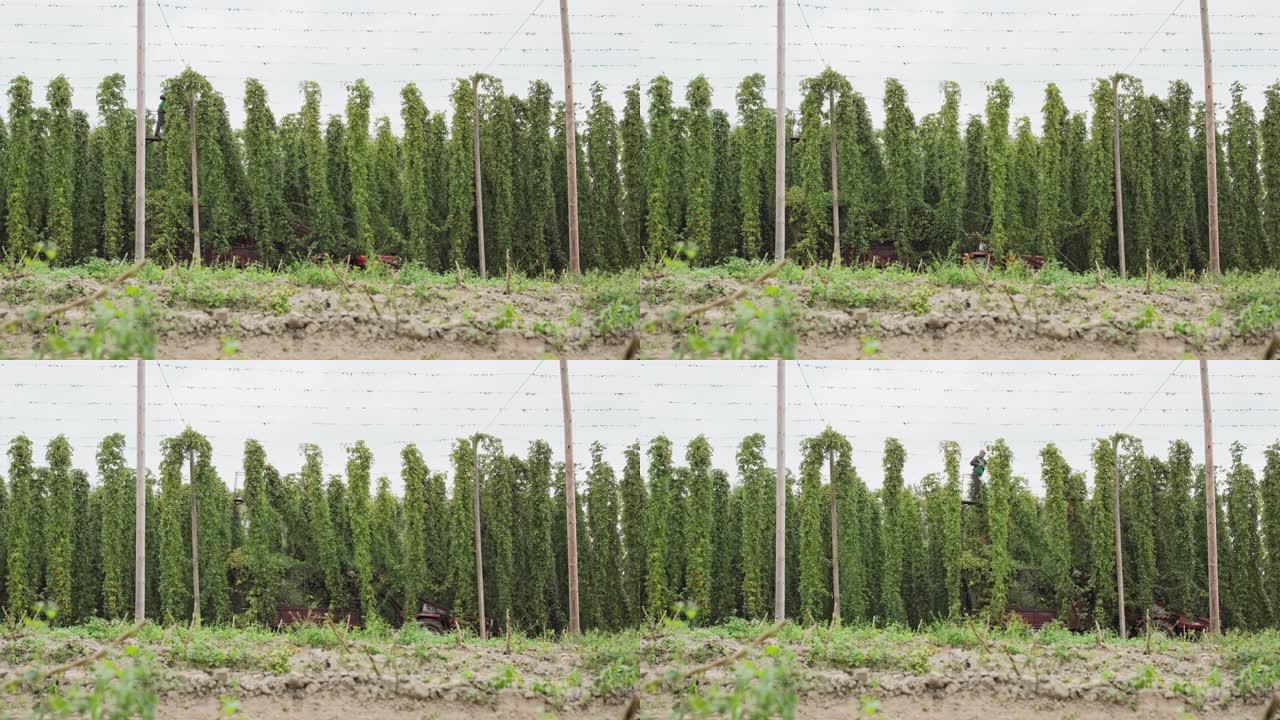 在田间收获啤酒花。种植园工人用落到啤酒花拖车上的成熟啤酒花锥切割茎