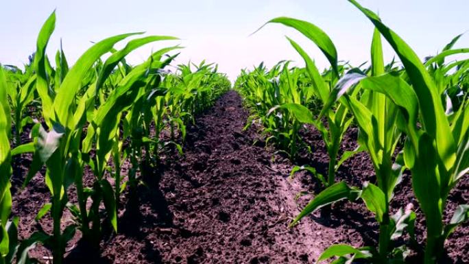 特写，年轻的绿色玉米，玉米芽，枝条，在土壤，地面和蓝天的背景下成排地种植。玉米生长。农业.生态农场，