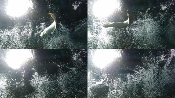 一条巨大的银龙鱼在水波纹上，带有气泡和光线