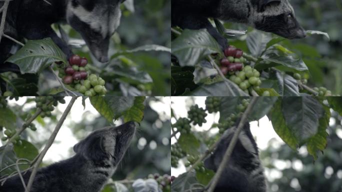 Kopi Luvak咖啡。果子狸大便咖啡。