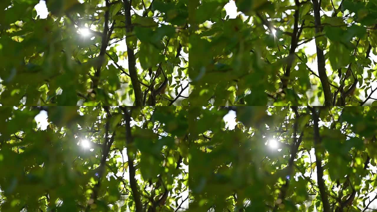 一缕阳光穿透树木的绿叶