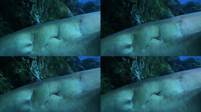 一段鲨鱼鳍在水中休息的视频