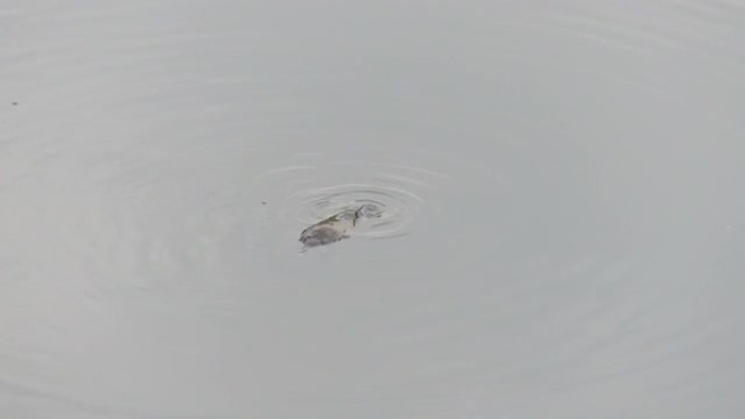 在邦巴拉河水面游动的野生鸭嘴兽
