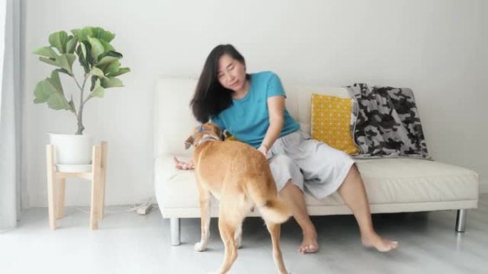 女人在家沙发上玩棕色狗，生活方式概念。