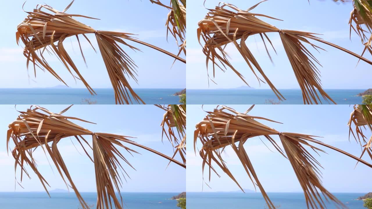 一棵棕榈树的干燥树枝在风中摇摇大号