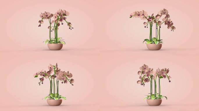 奢华的兰花，室内设计，3D渲染 ..