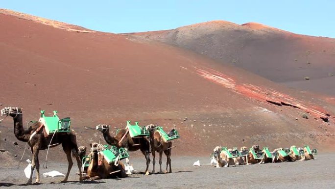 Timanfaya国家公园在沙漠地区排成一行的骆驼
