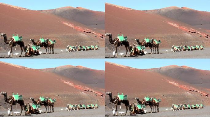 Timanfaya国家公园在沙漠地区排成一行的骆驼