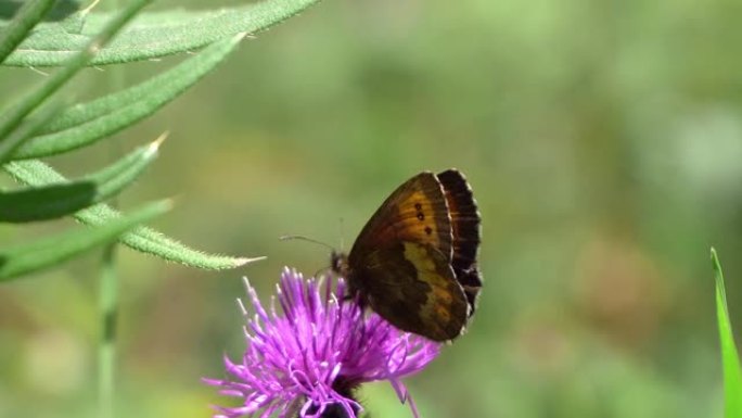 紫边铜蝴蝶、海蝶和春花奶蓟