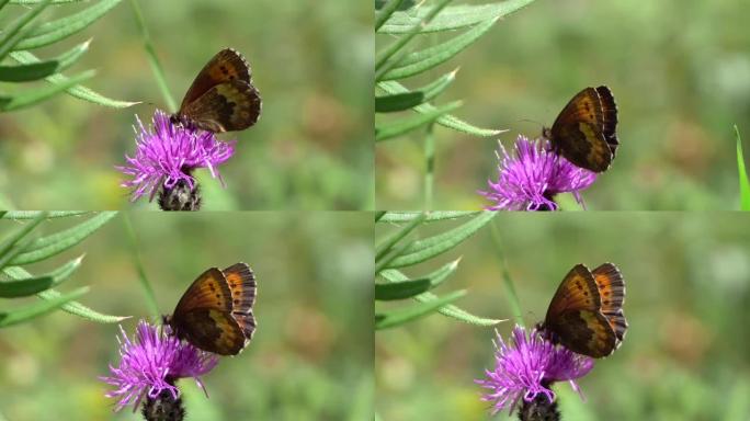 紫边铜蝴蝶、海蝶和春花奶蓟