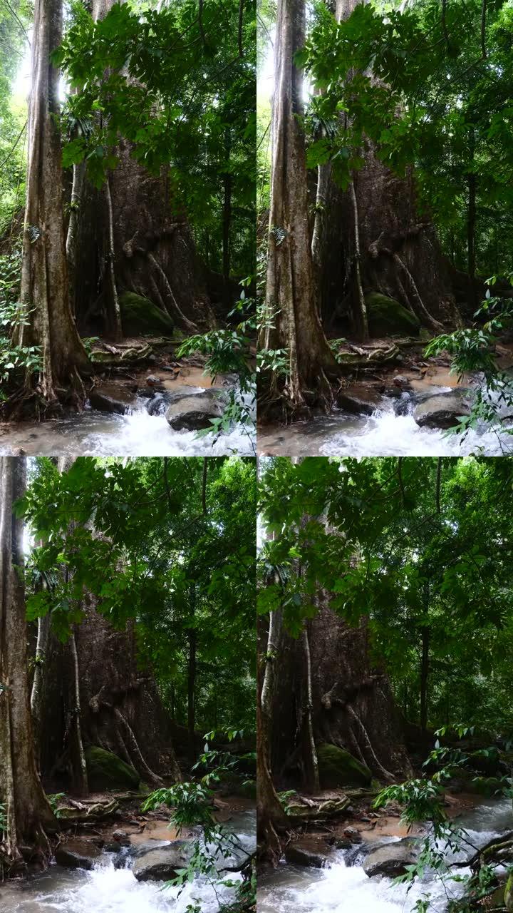 垂直视频: 森林公园美丽的风景中有着大根的巨型树干
