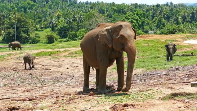 斯里兰卡Pinnawala的大象