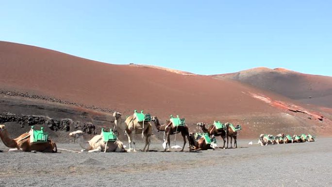 在火山景观中站立和躺下的骆驼线