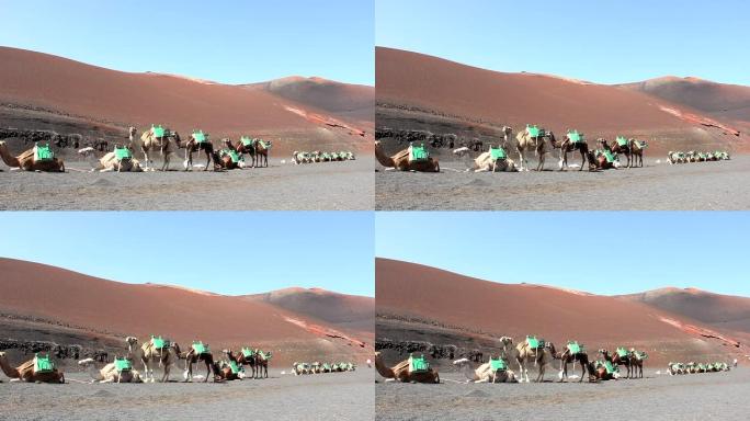 在火山景观中站立和躺下的骆驼线