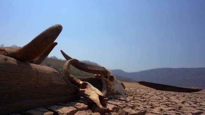 自然界中破裂的头骨，丘陵或山湖背景，死亡和炎热的气候性质，破碎的地表泥浆地面上的干旱牛，全球变暖环境