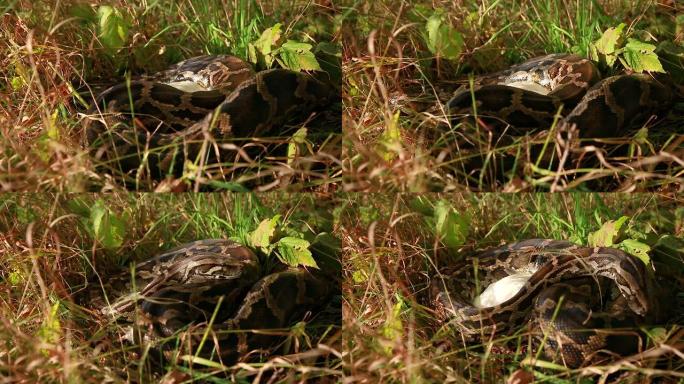 一只大型斑点蟒蛇吞下猎物的特写镜头。