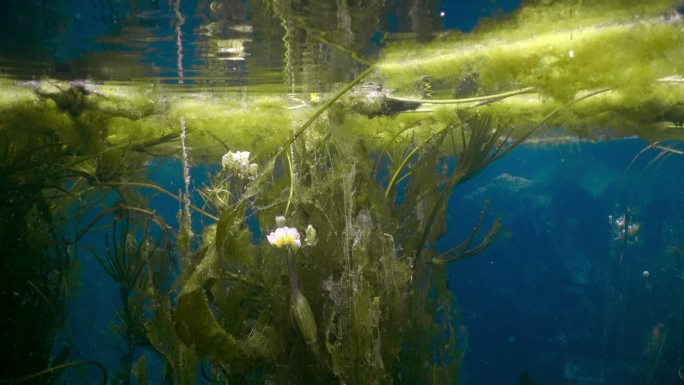 广西河池都安九顿天窗水下水草花