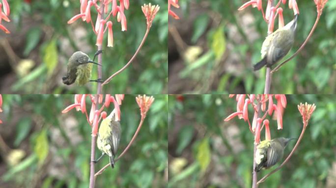雌性花蜜鸟在花上寻找食物