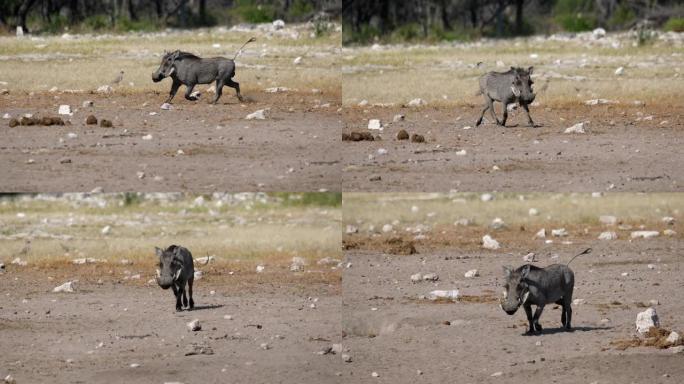 纳米比亚埃托沙的非洲猪疣猪非洲野生动物园