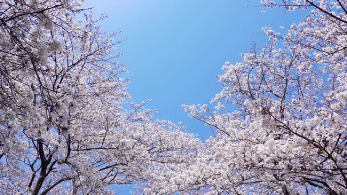 樱花景观花枝树枝红花