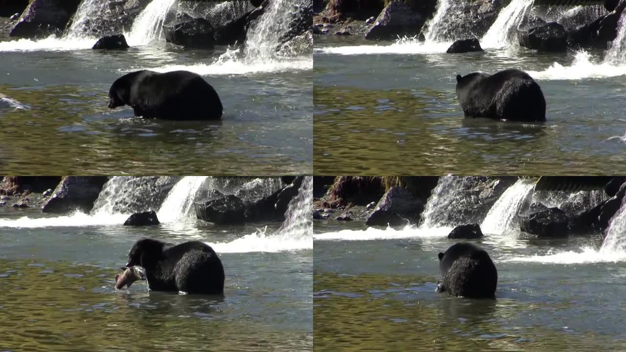 黑熊在河里钓鲑鱼。阿拉斯加凯奇坎。