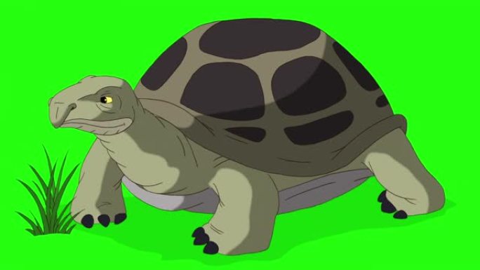 大灰象龟吃草色度键