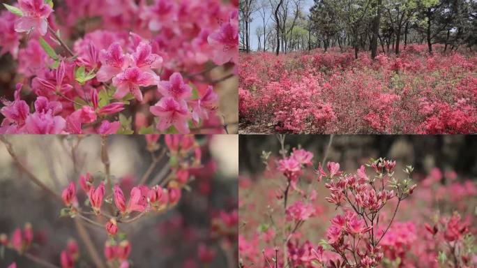 原创实拍映山红杜鹃花