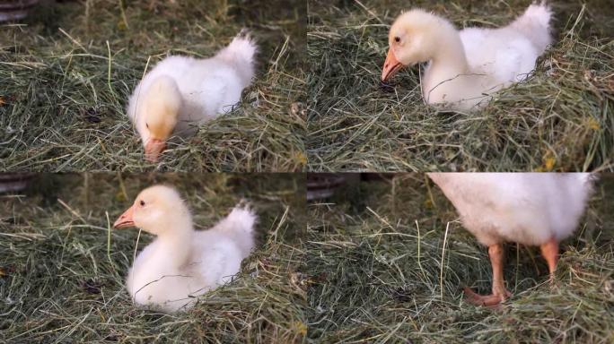 一只好奇的滑稽鹅看着相机，吃草，起床离开。小鹅。高清视频剪辑