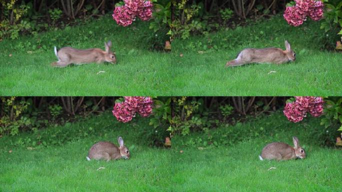 一只兔子吃草在草坪上伸展