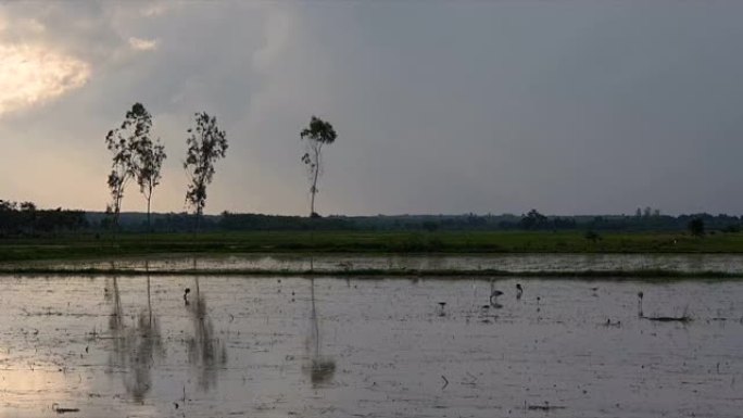 雨中稻田里的鸟
