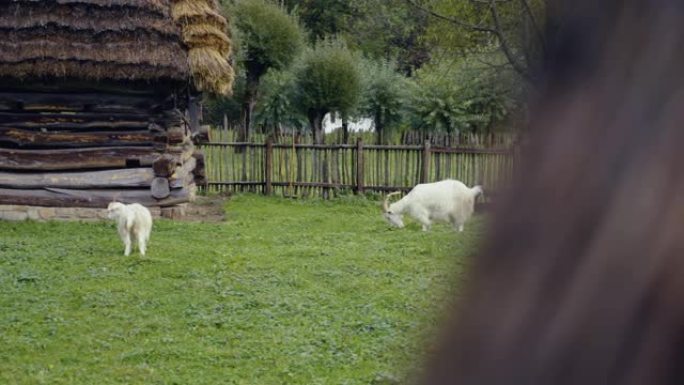 白山羊在农场里吃和嚼草