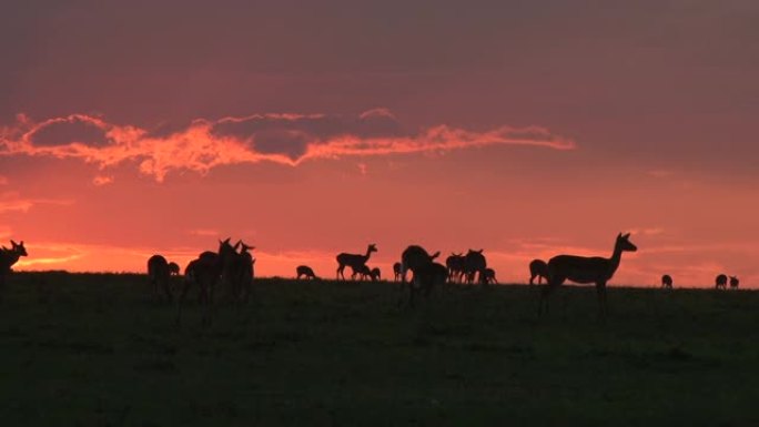 黑斑羚在地平线上，背景是傍晚的光线