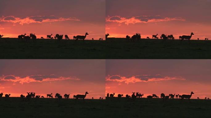 黑斑羚在地平线上，背景是傍晚的光线