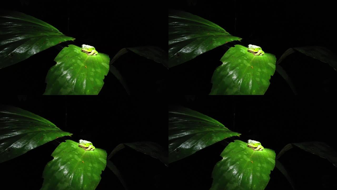 一只绿色的大树蛙，睡在绿色细长的叶子上，缓慢地上下波动