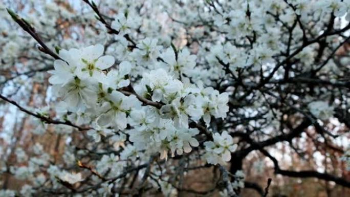 春季。白梅花。盛开的树枝。春天的白花。春天的花园。