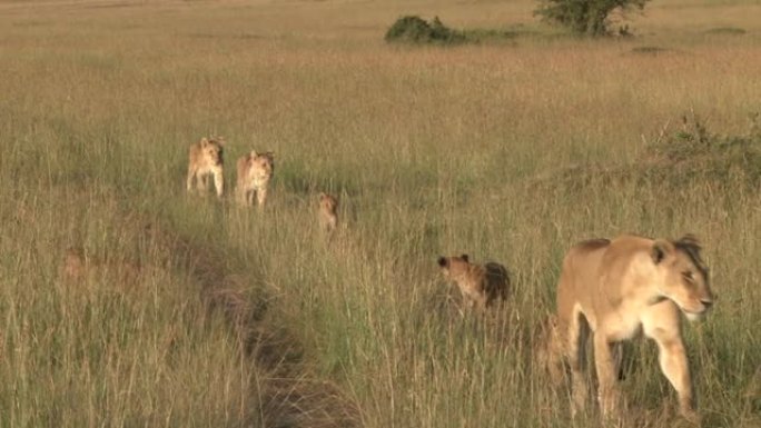 一起移动的狮子家庭