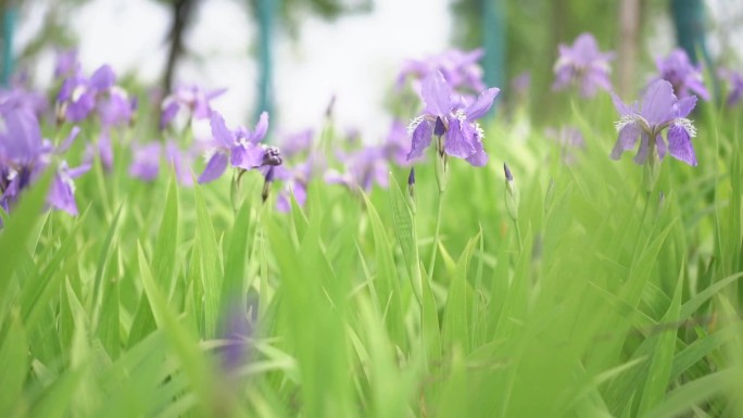 紫色花 叶子 植物 花 鸢尾花 紫色