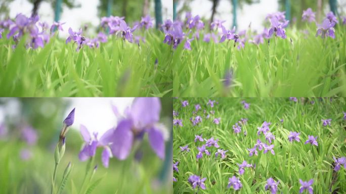 紫色花 叶子 植物 花 鸢尾花 紫色