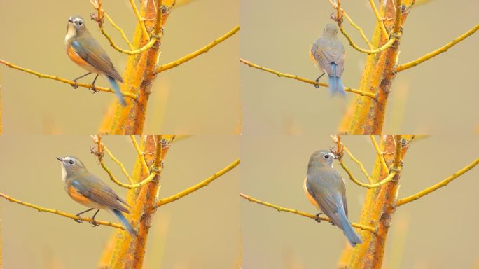 红胁蓝尾鸲公鸟，好漂亮啊，比母鸟漂亮多了