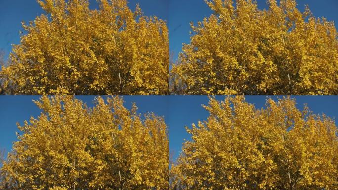 金秋。在阳光明媚的秋天，树上的黄色叶子在风中摇曳