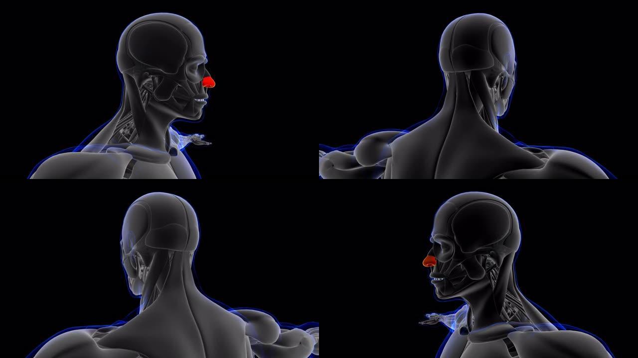 医学概念3D鼻软骨解剖