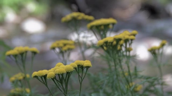 伞形的黄色花朵随风移动。溪流上的花。山间溪流模糊，可以猜测水的运动。