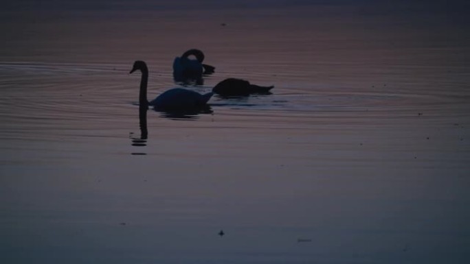 天鹅一家在夕阳下一起放松和吃饭，天鹅在剪影中。