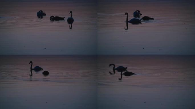 天鹅一家在夕阳下一起放松和吃饭，天鹅在剪影中。
