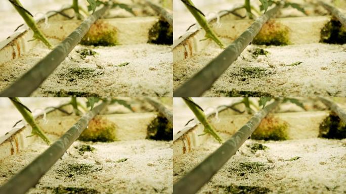 滴灌系统的宏观镜头为温室中的植物浇水