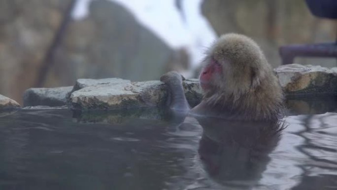 著名的雪猴在日本长野的天然温泉中沐浴