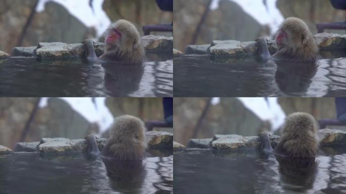 著名的雪猴在日本长野的天然温泉中沐浴
