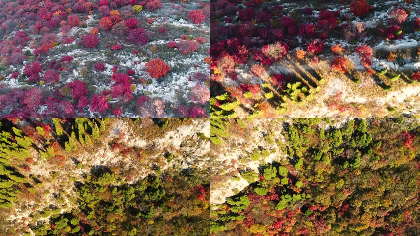 秋季山顶红叶