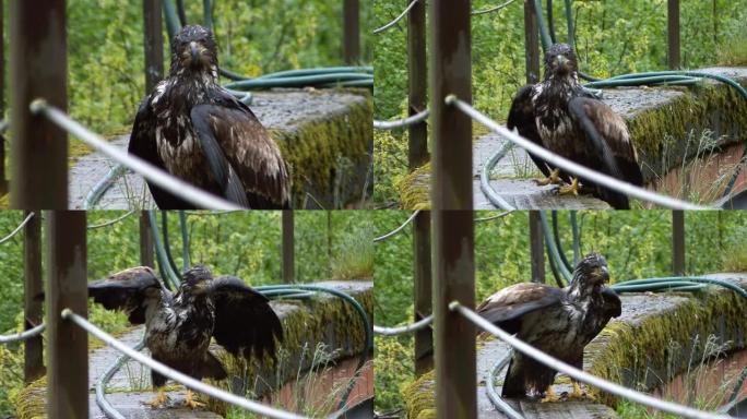 年轻的秃鹰在石墙上休息，展翅。阿拉斯加的雨天。