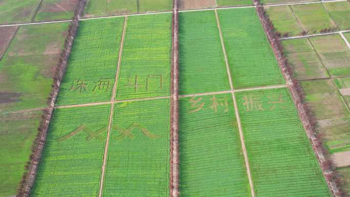 4k珠海斗门乡村振兴油菜花花海航拍